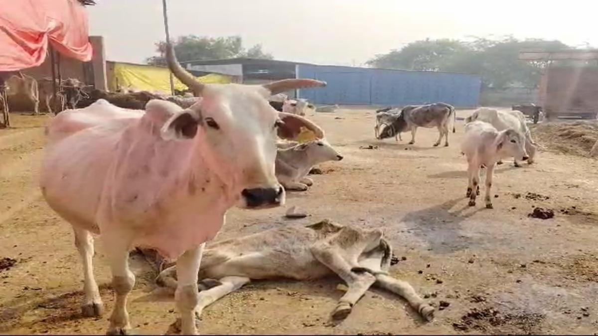 up-desi-gauvansh-decline-gaushala-gau-seva-aayog-report